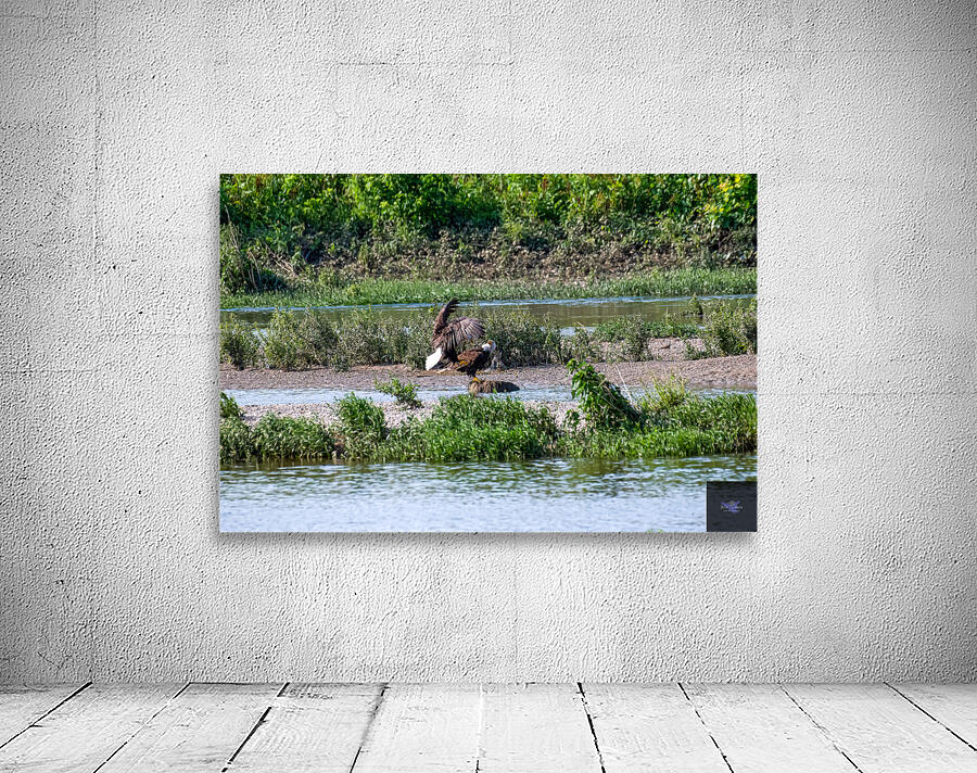 Eagles in a river  Wall Preview