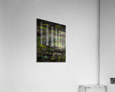LiLLYS SWAMP  Acrylic Print