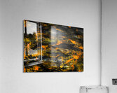 KOi Acrylic Print