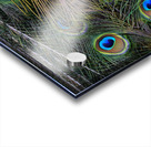 peacock tail feathers close up Acrylic print