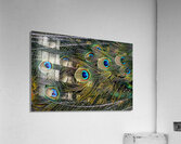 peacock tail feathers close up Acrylic Print