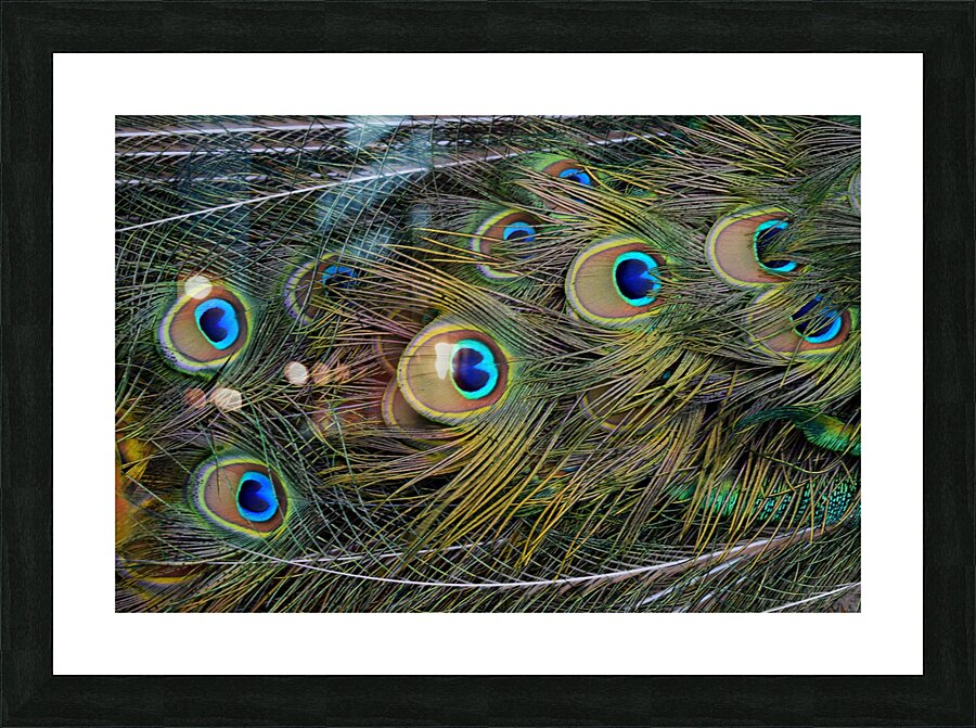 peacock tail feathers close up Picture Frame print