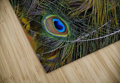 peacock tail feathers close up Etnousta puzzle