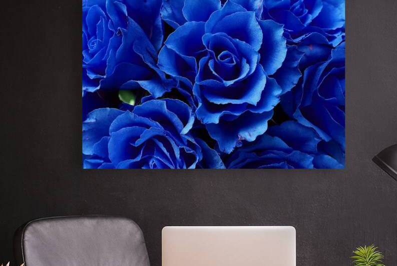 Blue Roses Flowers Plant Romance blossom bloom na by Etnousta