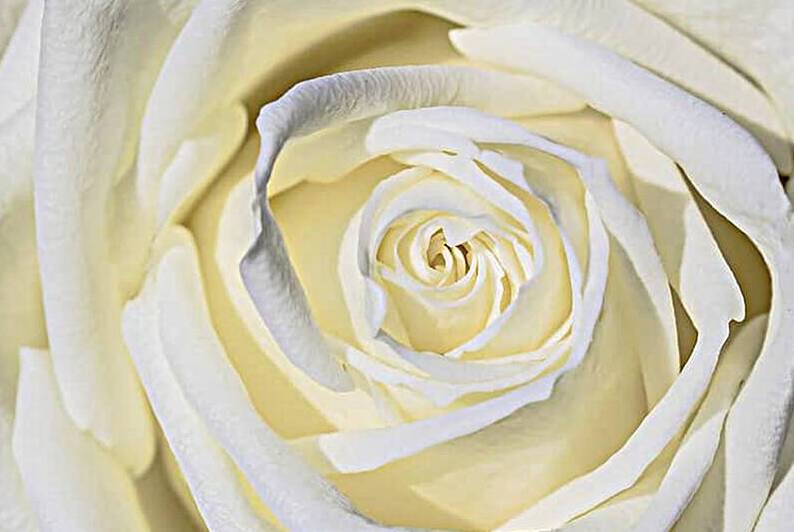 White Roses Flowers Plant Romance blossom bloom n by Etnousta