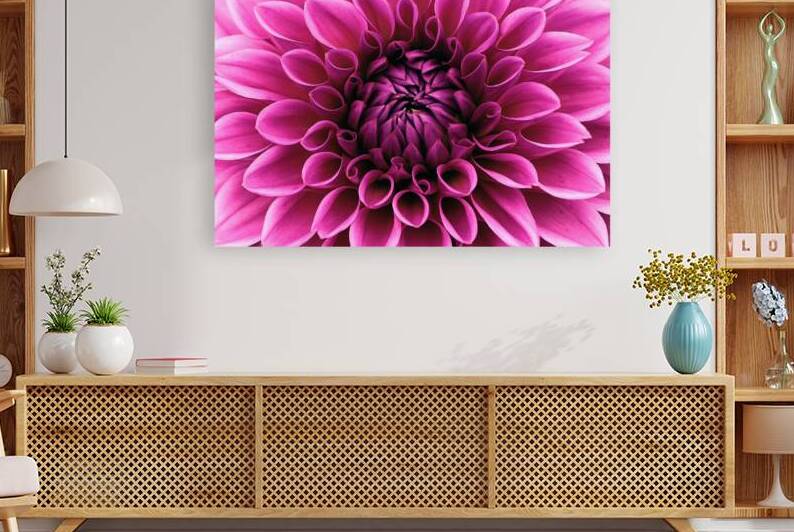 pink purple  Roses Flowers Plant Romance by Etnousta