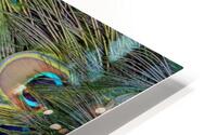 peacock tail feathers close up HD Metal print