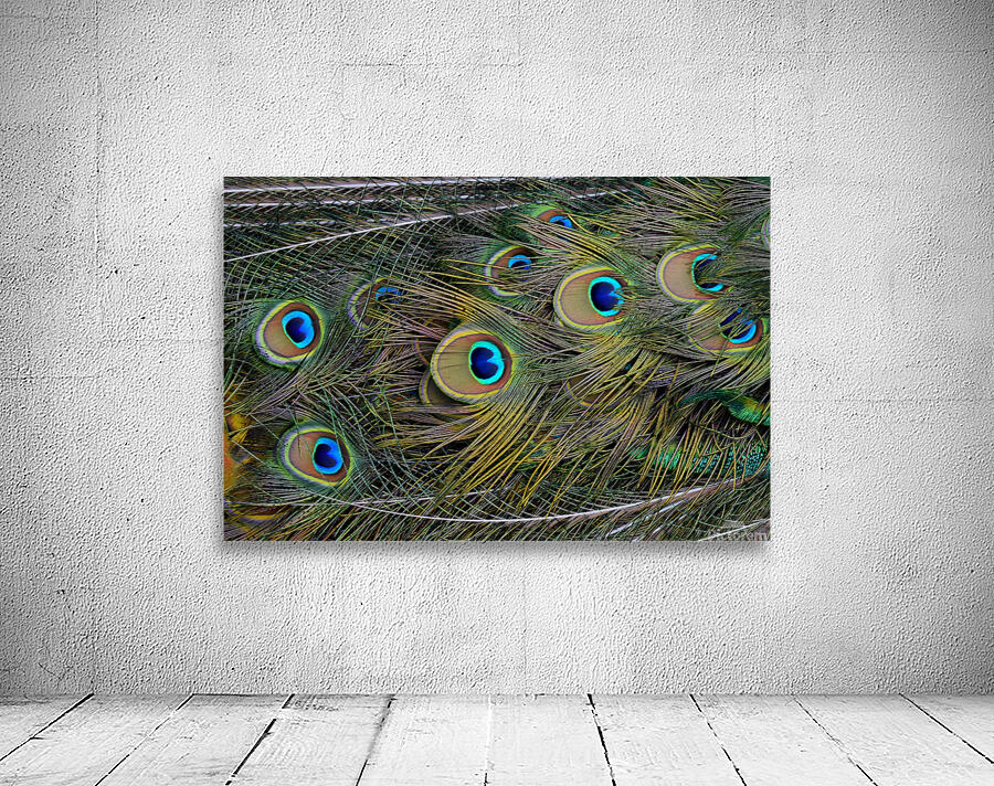 peacock tail feathers close up Wall Preview