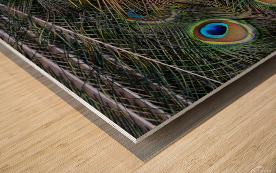 peacock tail feathers close up Wood print