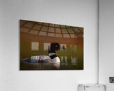 Loon1 Acrylic Print