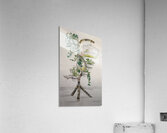 planter Acrylic Print