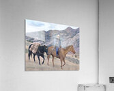 HorseTrail Acrylic Print