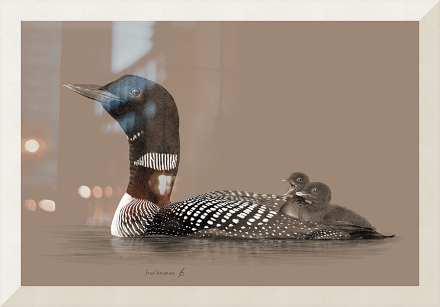 Loon2 Picture Frame print