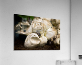 Baby Python Hatching From Egg Acrylic Print