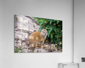 Yellow Mongoose Acrylic Print