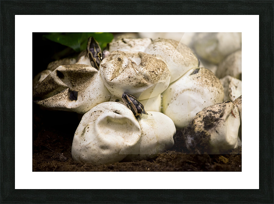 Baby Python Hatching From Egg Picture Frame print
