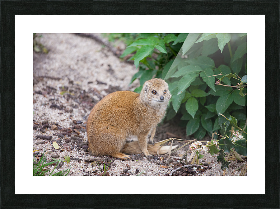 Yellow Mongoose Picture Frame print