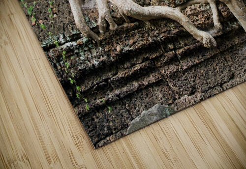 Trees United Socratubik puzzle
