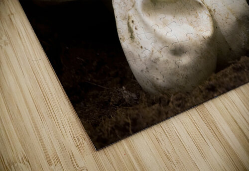 Baby Python Hatching From Egg Socratubik puzzle