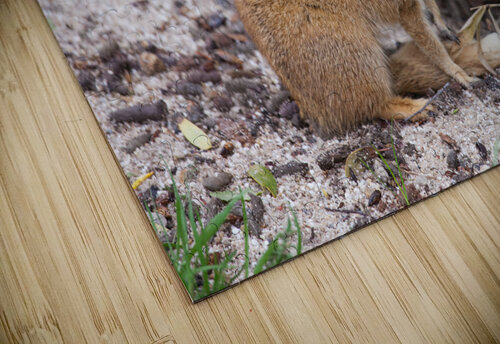 Yellow Mongoose Socratubik puzzle