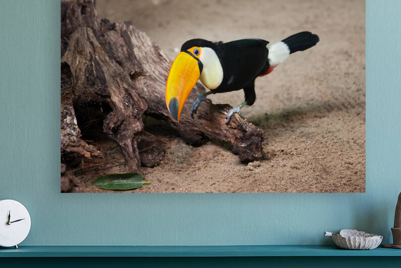 Toco Toucan Sitting on Tree Trunk by Socratubik