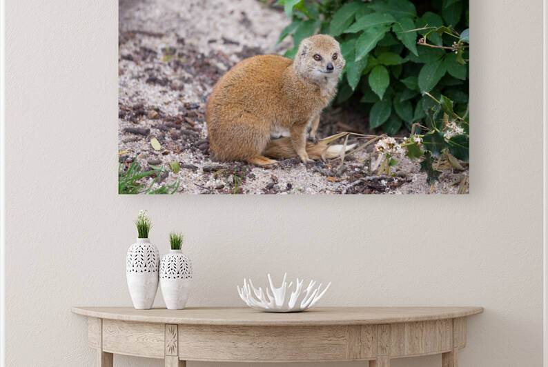 Yellow Mongoose by Socratubik