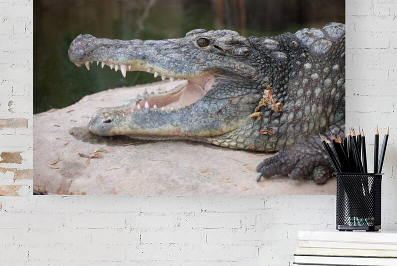 Nile Crocodile Crocodylus Niloticus by Socratubik