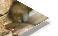 Baby Python Hatching From Egg HD Metal print
