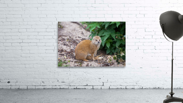 Yellow Mongoose Wall Preview