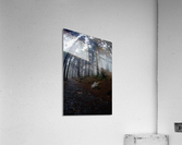 Fog Forest Path Acrylic Print