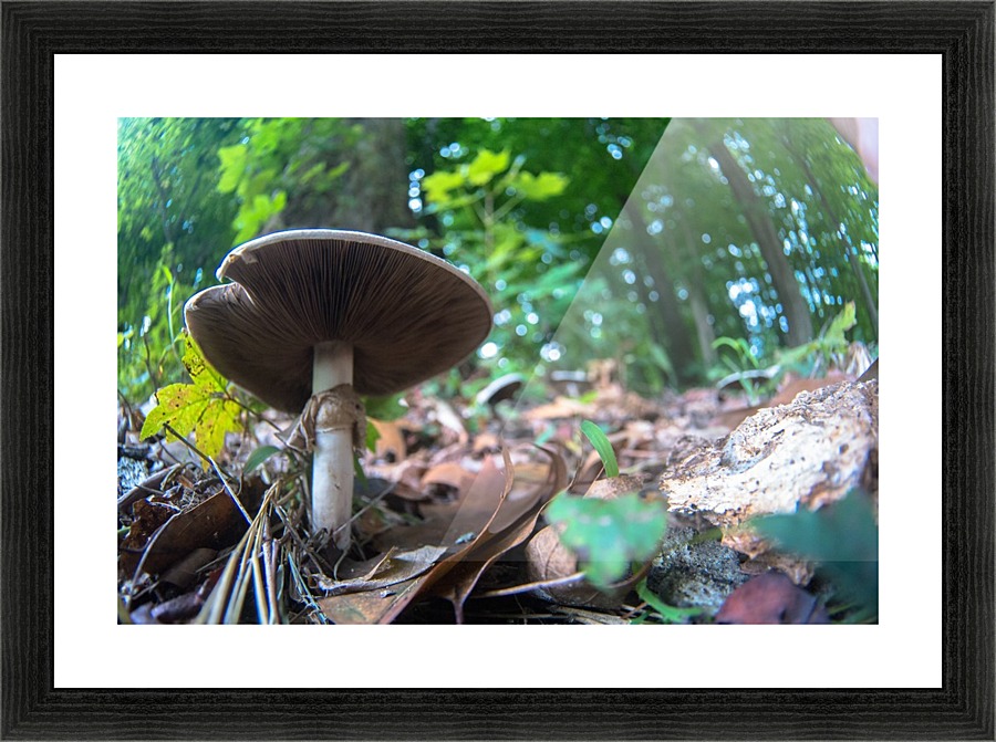 P1460676 Picture Frame print