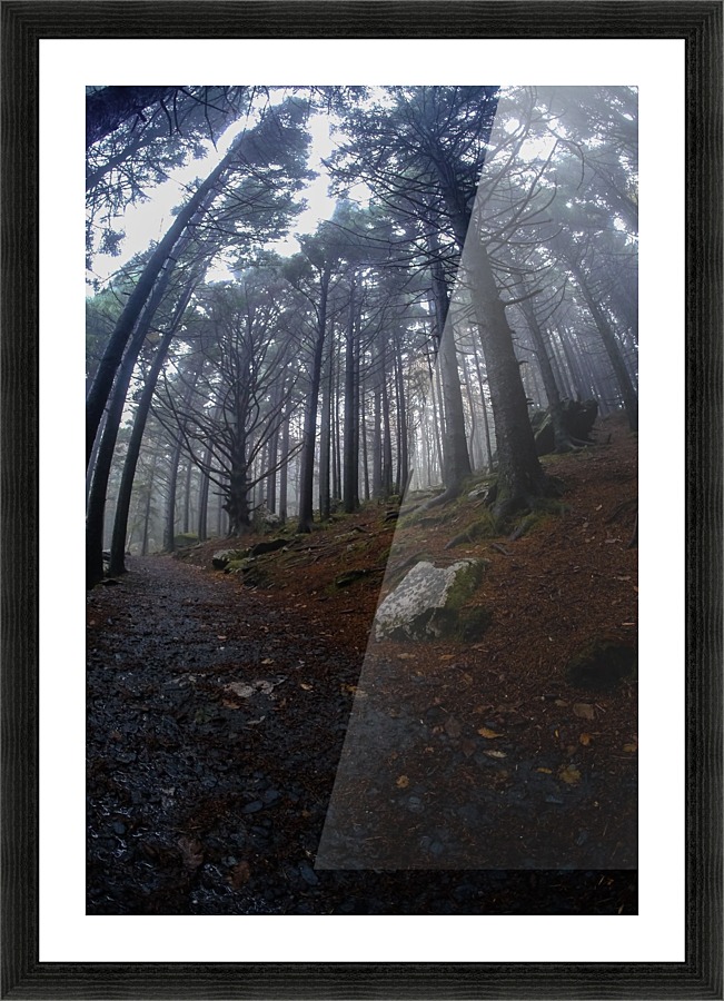 Fog Forest Path Picture Frame print