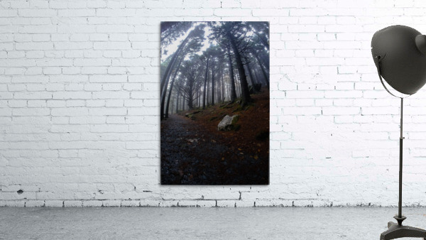 Fog Forest Path Wall Preview