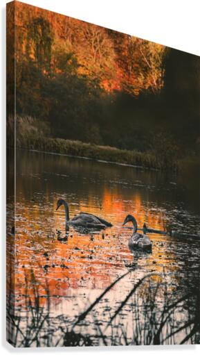 GOLDEN SWANS Canvas Print