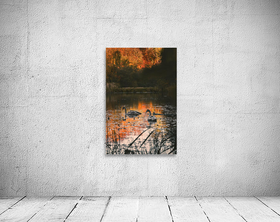 GOLDEN SWANS Wall Preview