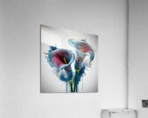 Flower blue-red Acrylic Print