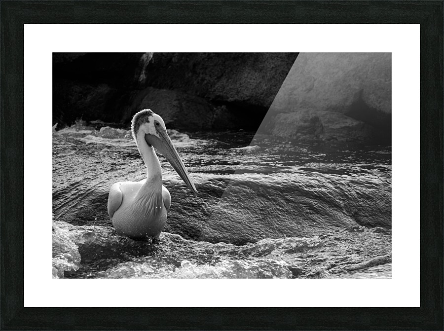 Pelican Picture Frame print