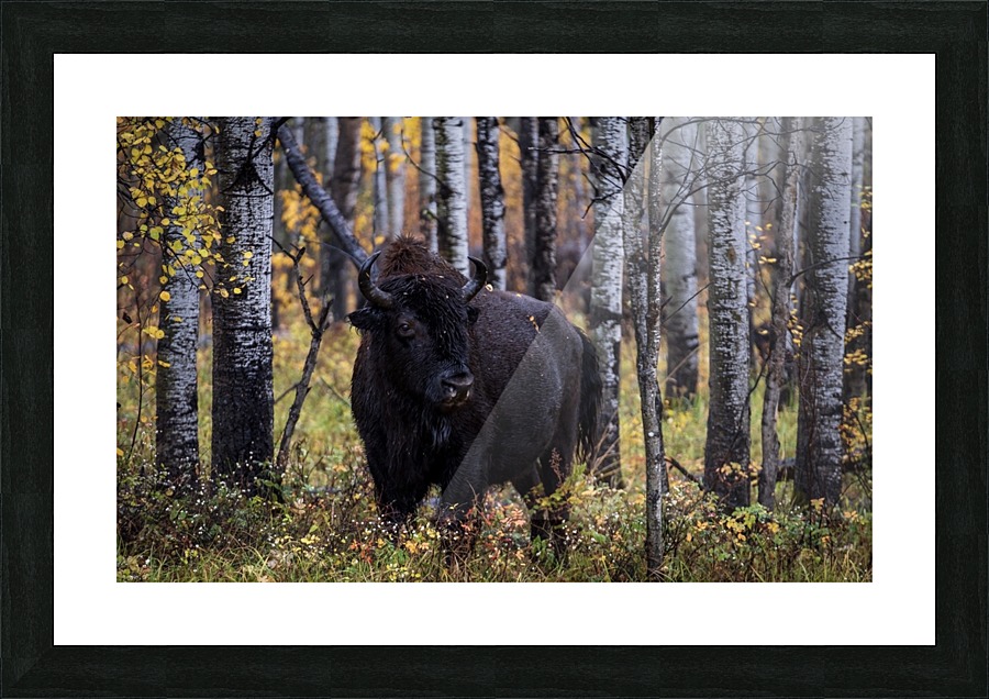 Bison Picture Frame print