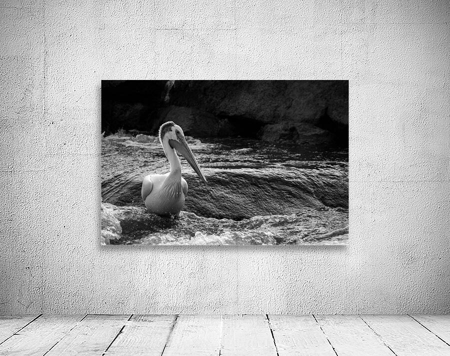 Pelican Wall Preview