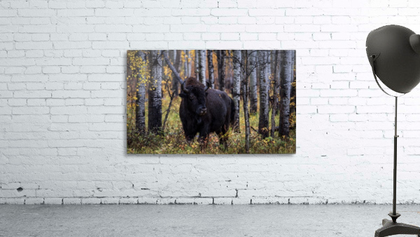 Bison Wall Preview