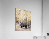 Javelina Acrylic Print