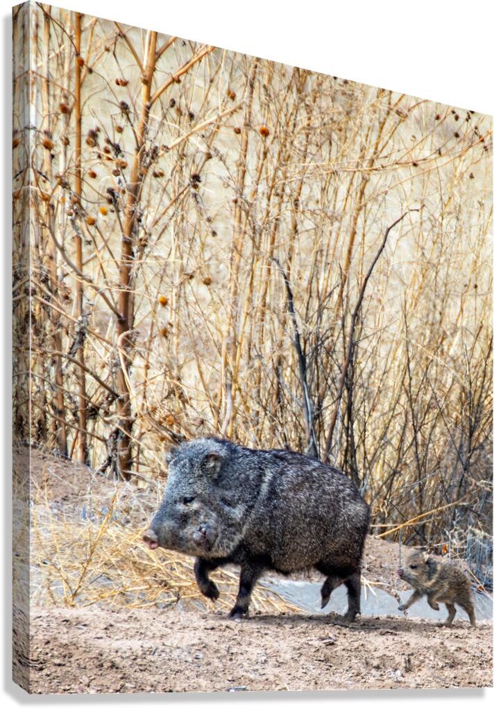 Javelina Canvas Print