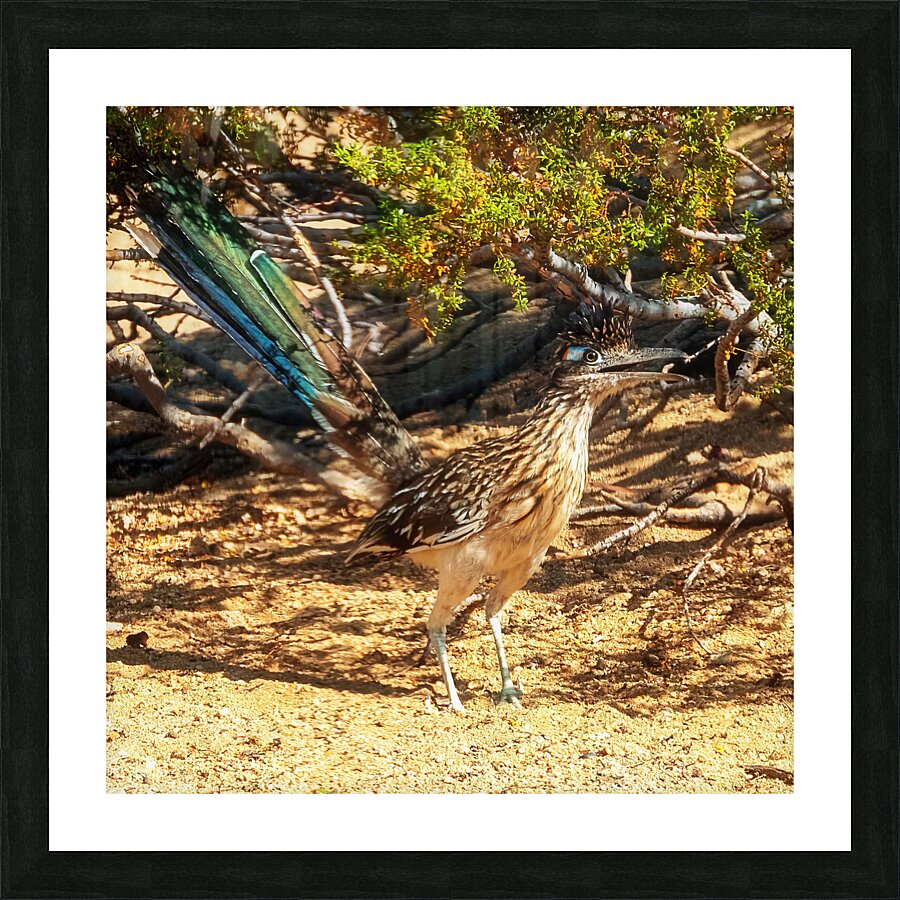 Roadrunner 4 Picture Frame print