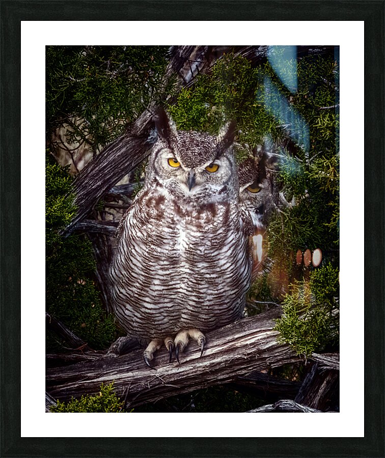 Owls 2 Picture Frame print