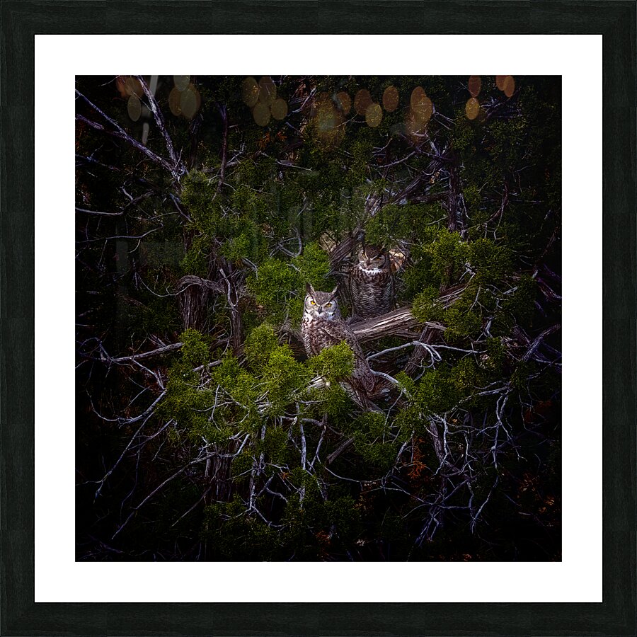 Owls Picture Frame print