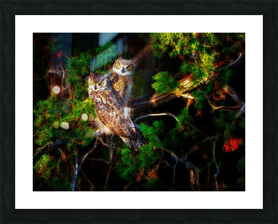 Owls 3 Picture Frame print