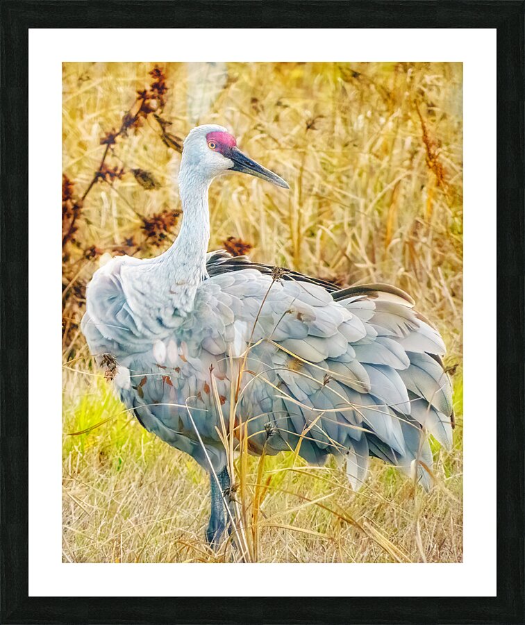 Crane Picture Frame print