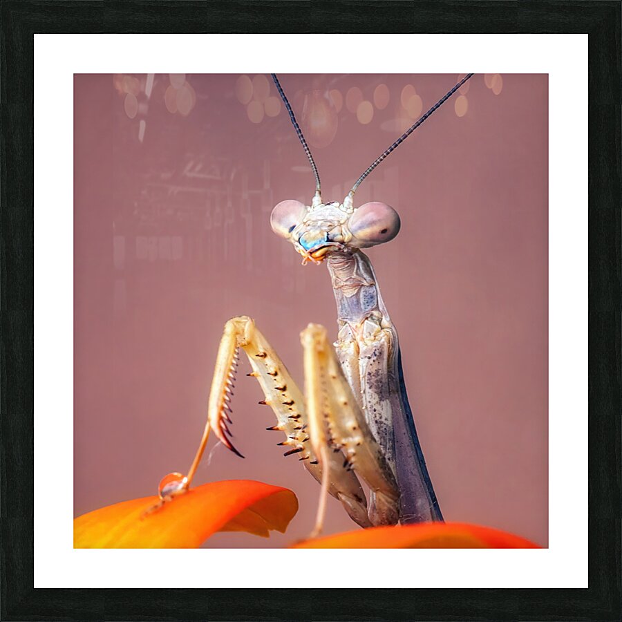 Mantis  Picture Frame print