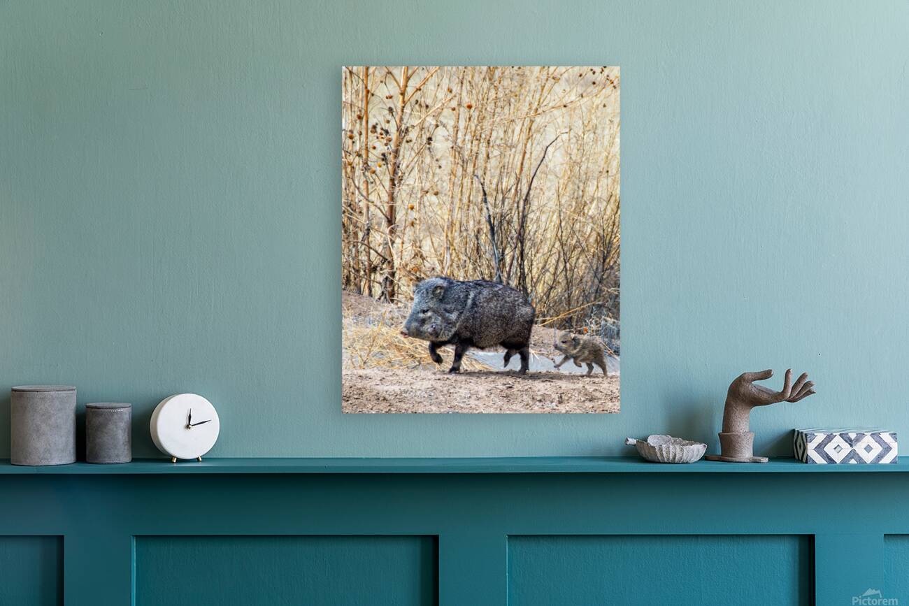 Javelina Reproduction