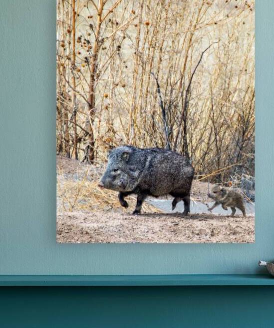 Javelina by Stephen K Hartley